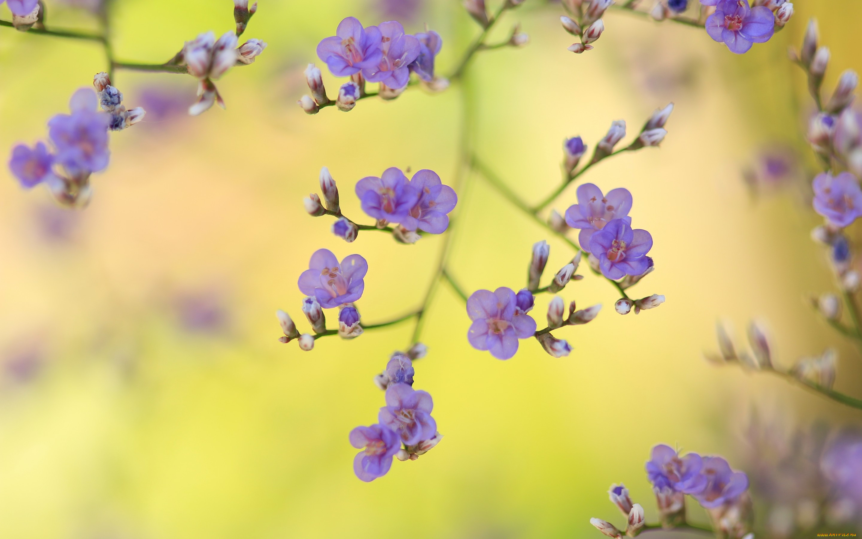 Цветок веточка фиолетовый